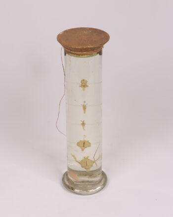 Vintage Glass  Jar with Brain specimens