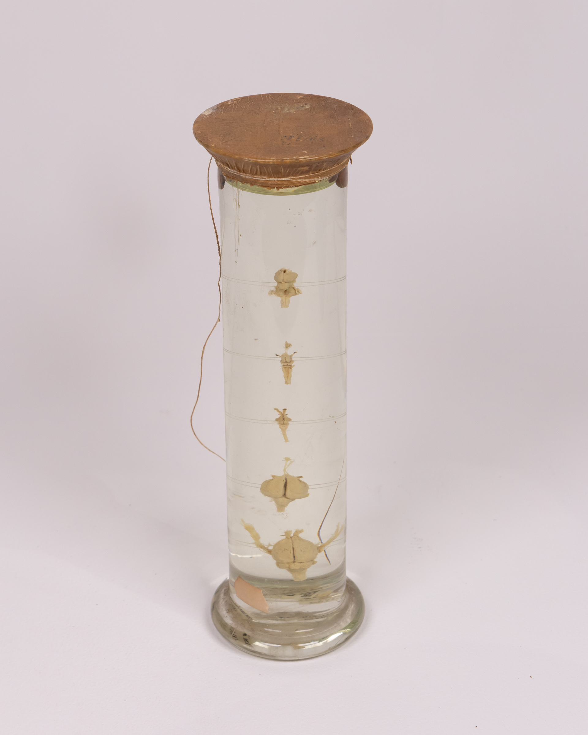 Vintage Glass  Jar with Brain specimens