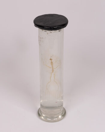 Vintage Glass Specimen Jar with Frogs Nervous System