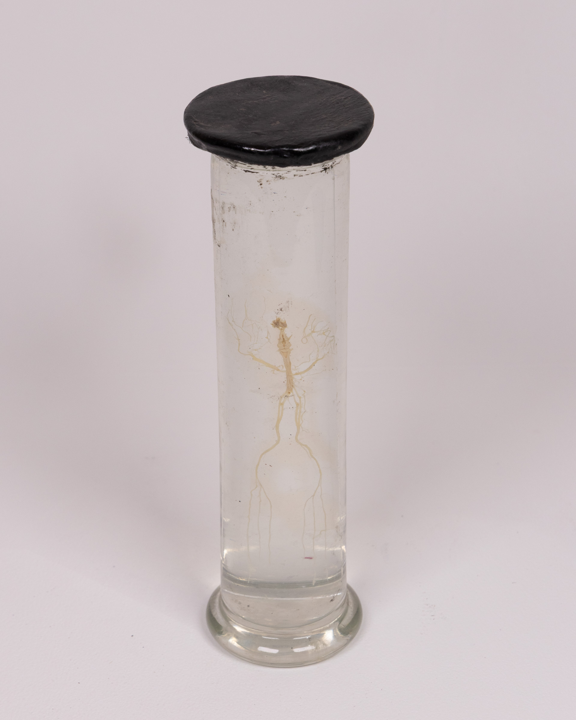 Vintage Glass Specimen Jar with Frogs Nervous System