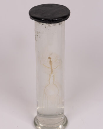 Vintage Glass Specimen Jar with Frogs Nervous System