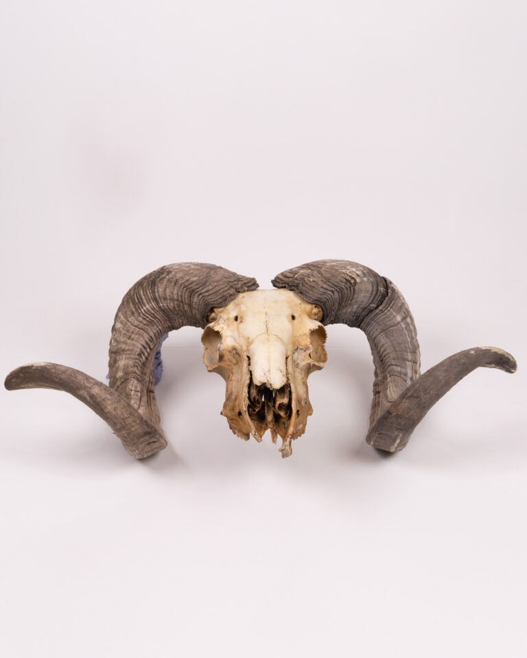 Natural Ram Skull with Horns