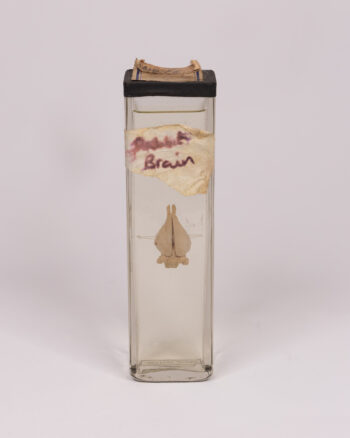 Vintage Rabbit Brain Specimen in Glass Jar with Label