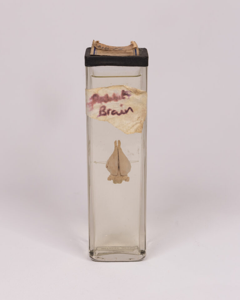 Vintage Rabbit Brain Specimen in Glass Jar with Label