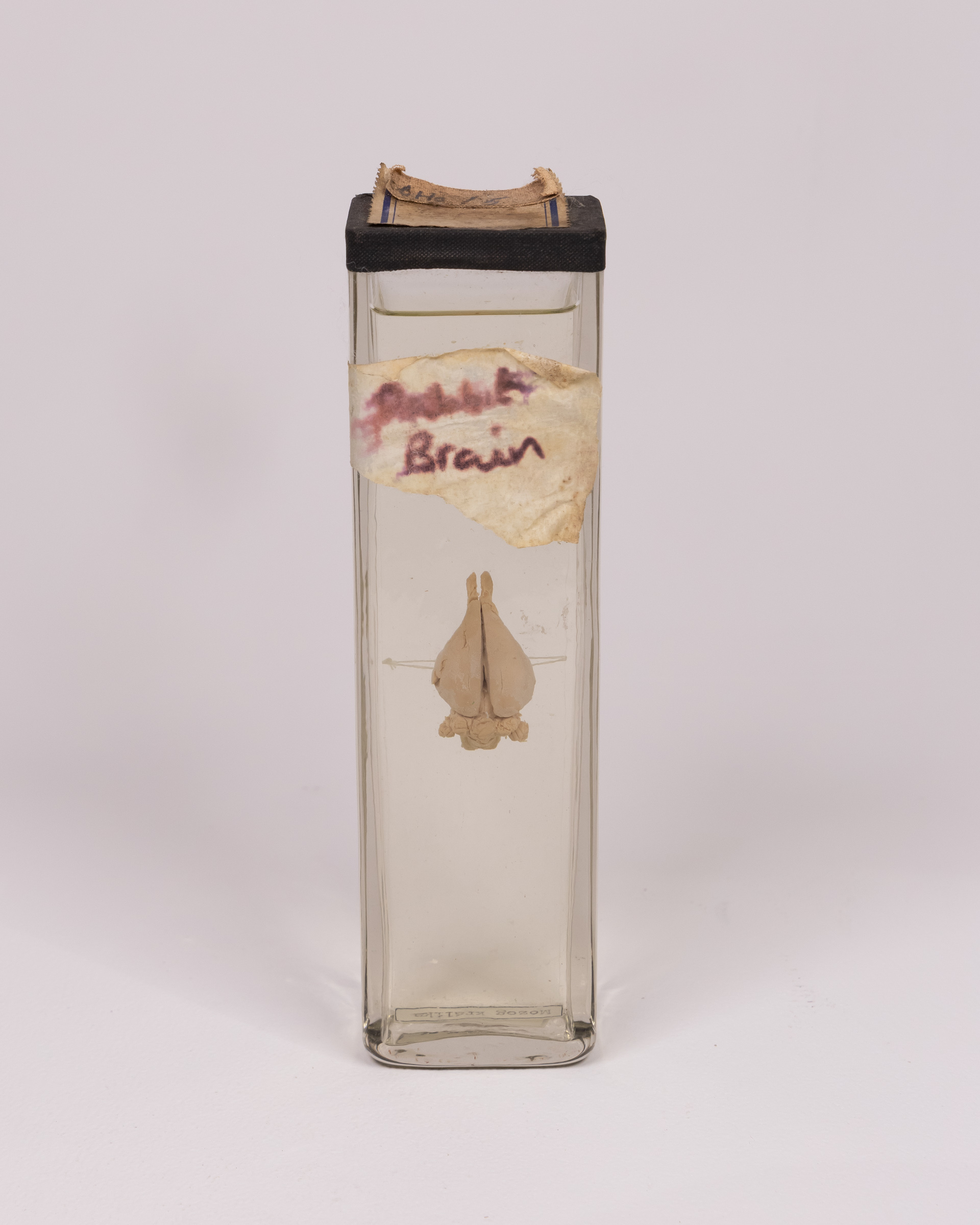 Vintage Rabbit Brain Specimen in Glass Jar with Label