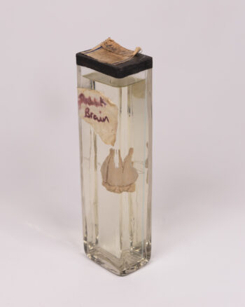 Vintage Rabbit Brain Specimen in Glass Jar with Label