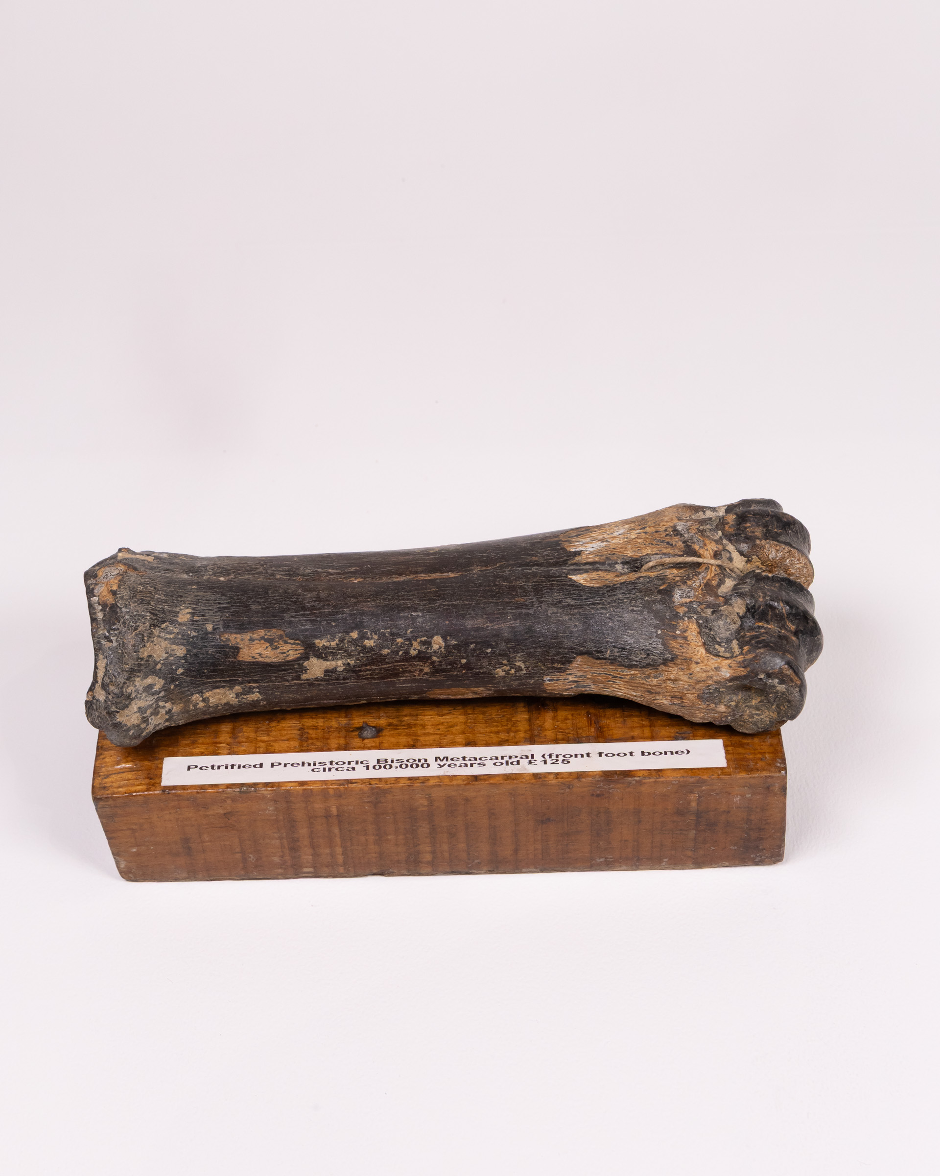 Petrified Bison Metacarpal on Wood Display Base