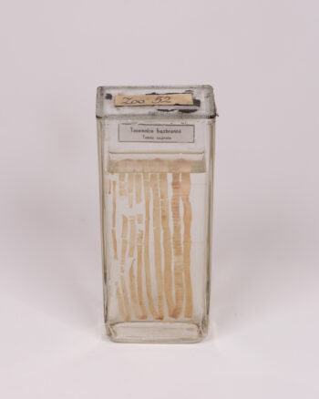 Vintage Taenia Saginata Specimen in Glass Jar