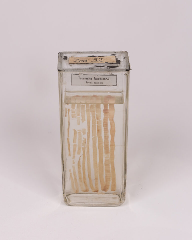 Vintage Taenia Saginata Specimen in Glass Jar
