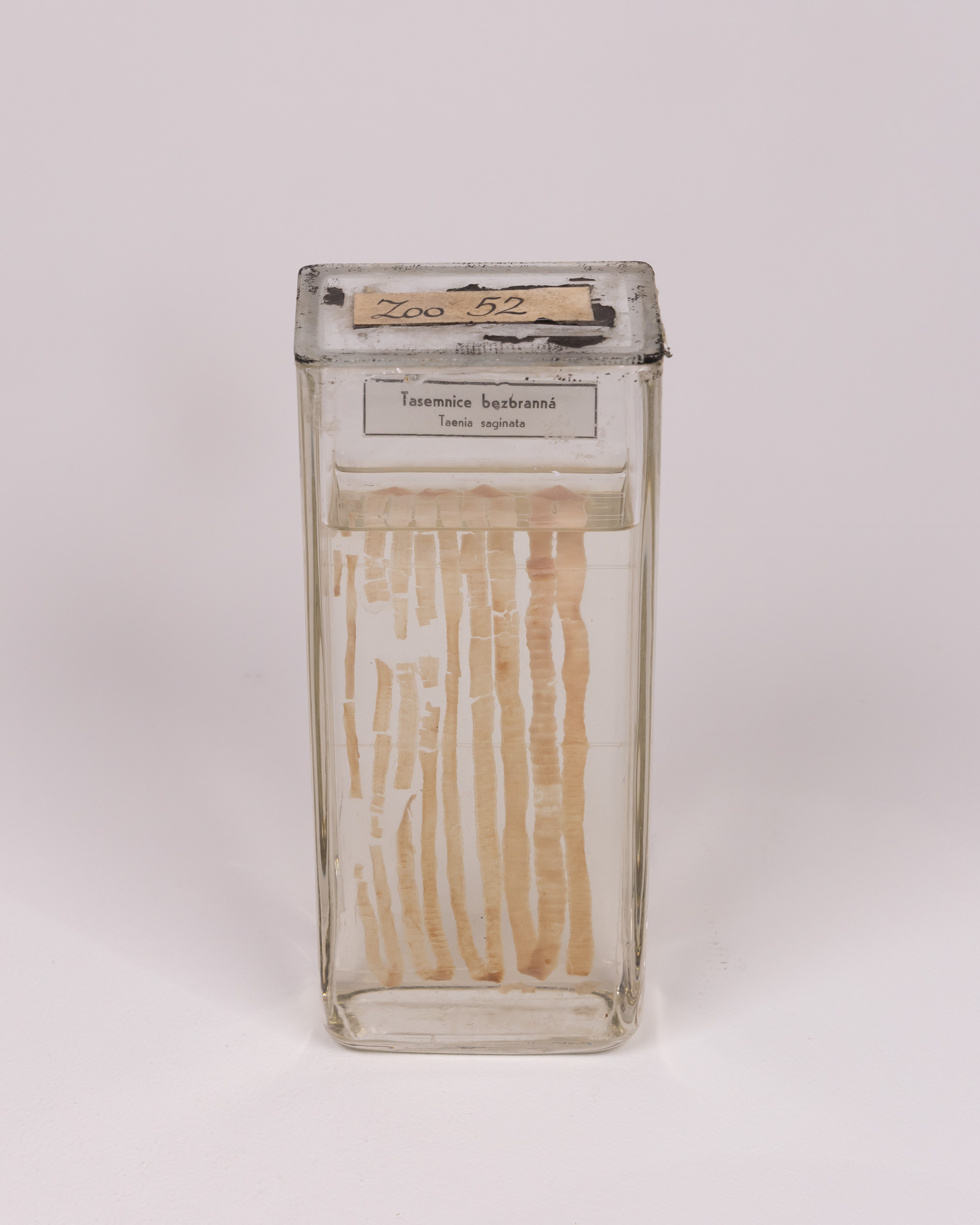 Vintage Taenia Saginata Specimen in Glass Jar