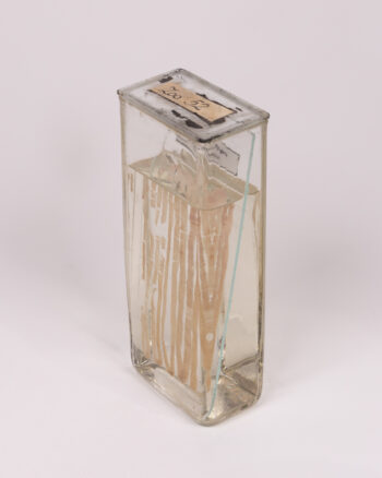 Vintage Taenia Saginata Specimen in Glass Jar