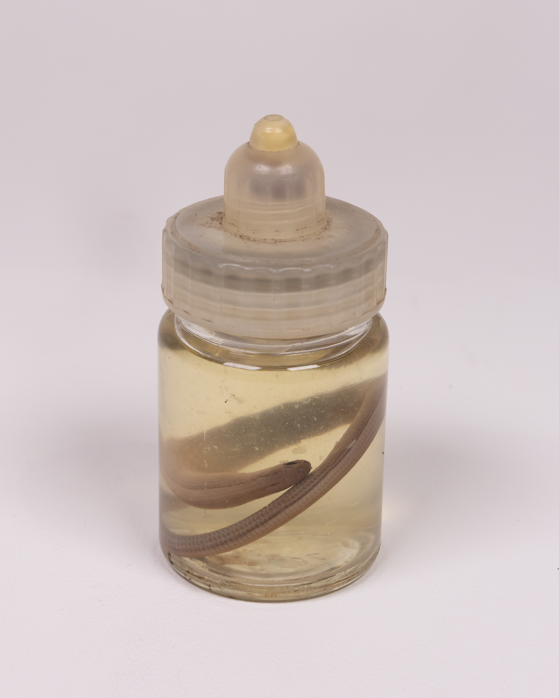 Preserved Slow Worm Specimen in Glass Jar with Plastic Stopper