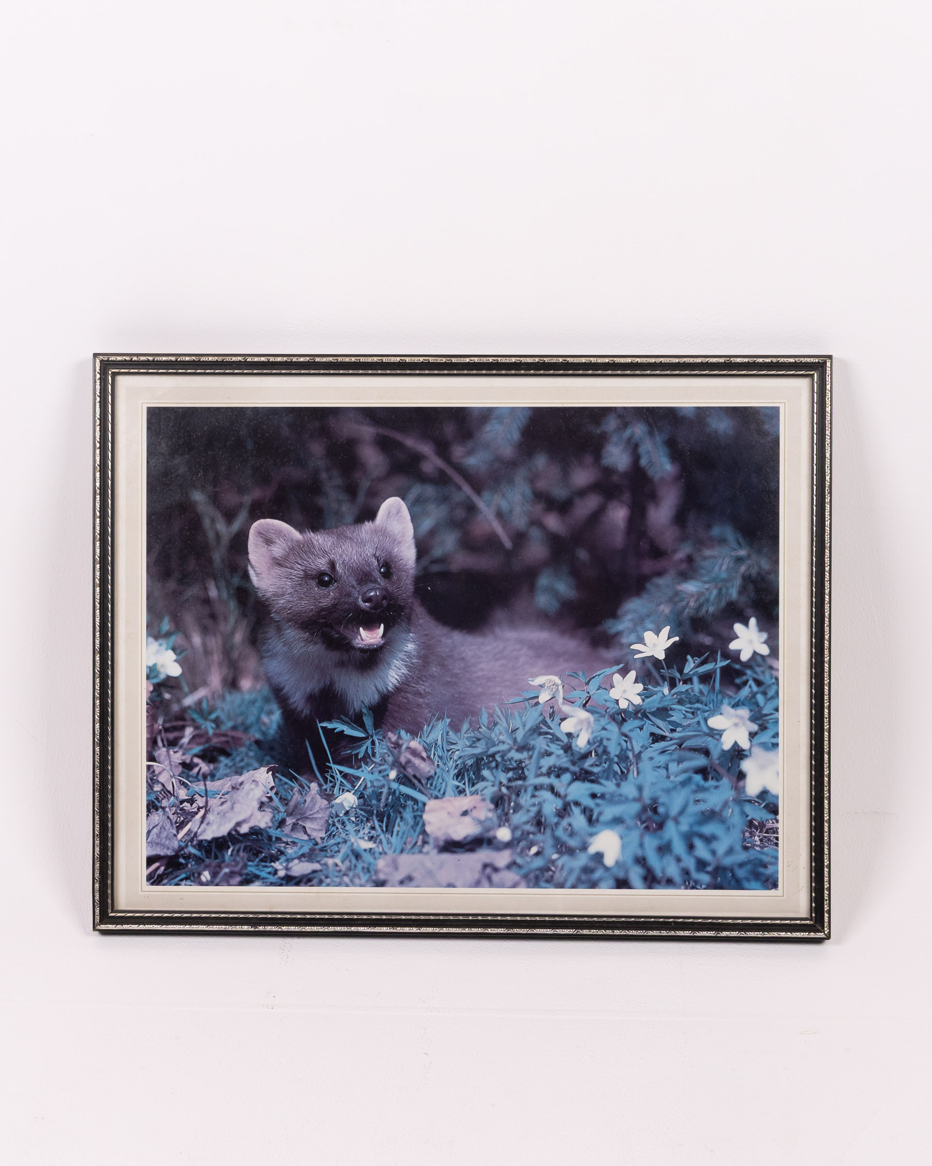 Framed Pine Marten Print with Decorative Border