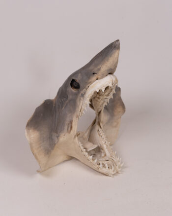 Real Shark Jaw Bone Specimen Taxidermy Skull