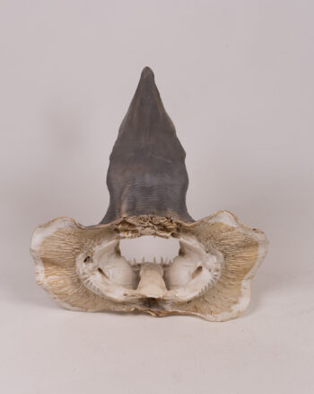 Real Shark Jaw Bone Specimen Taxidermy Skull