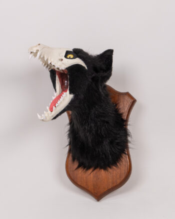 Faux Taxidermy Wolf Head with Wooden Mount