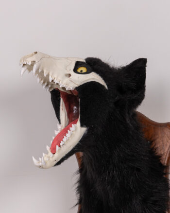 Faux Taxidermy Wolf Head with Wooden Mount