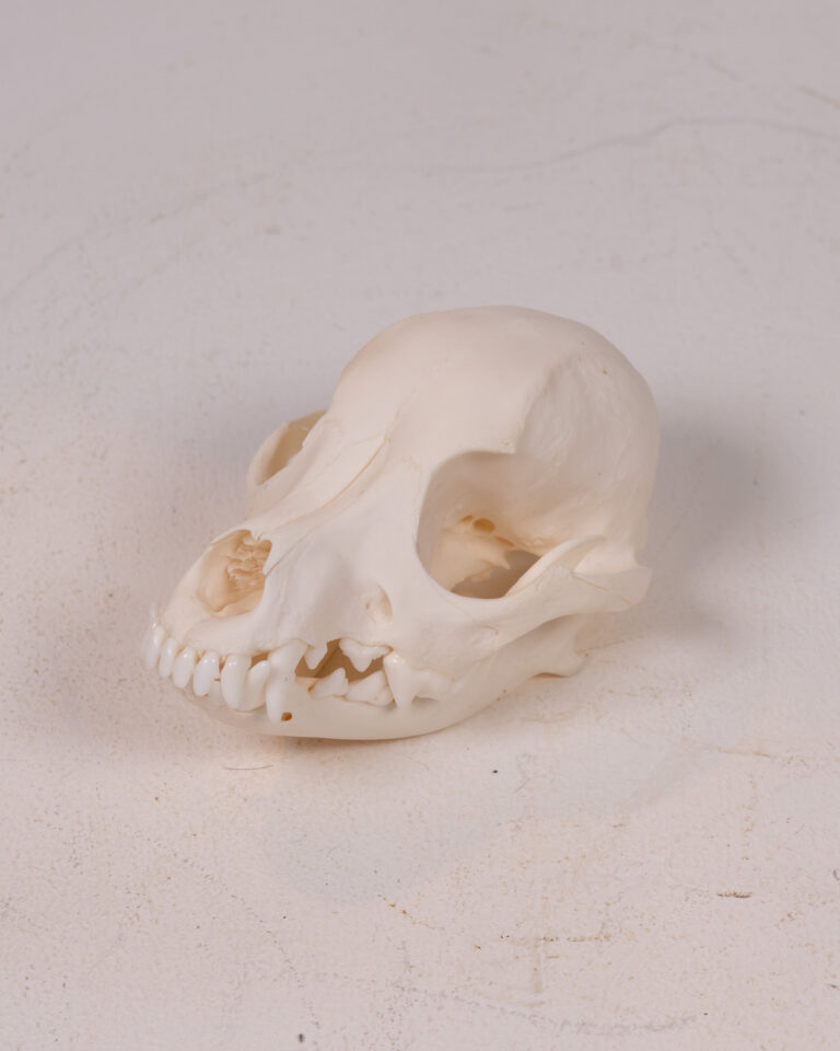 Dog Skull, Animal Bone Specimen for Natural History Display