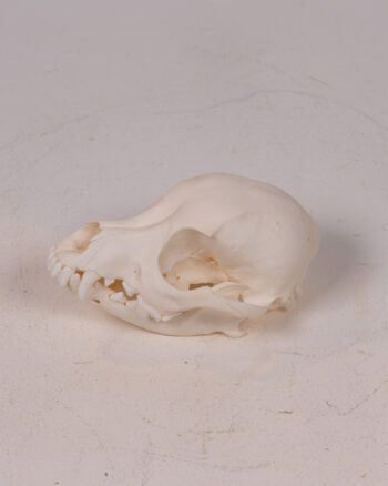 Dog Skull, Animal Bone Specimen for Natural History Display