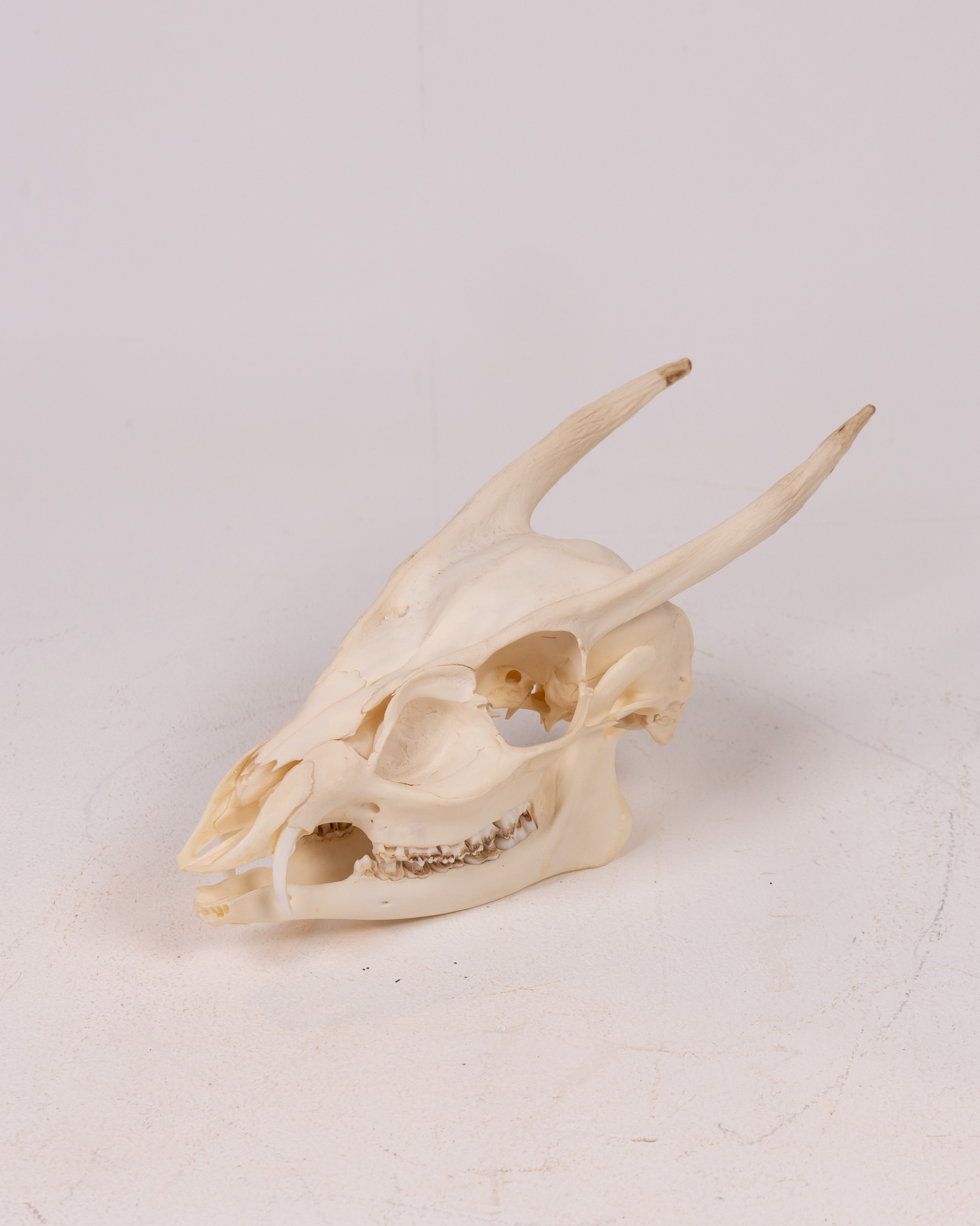 Chinese Water Deer Skull
