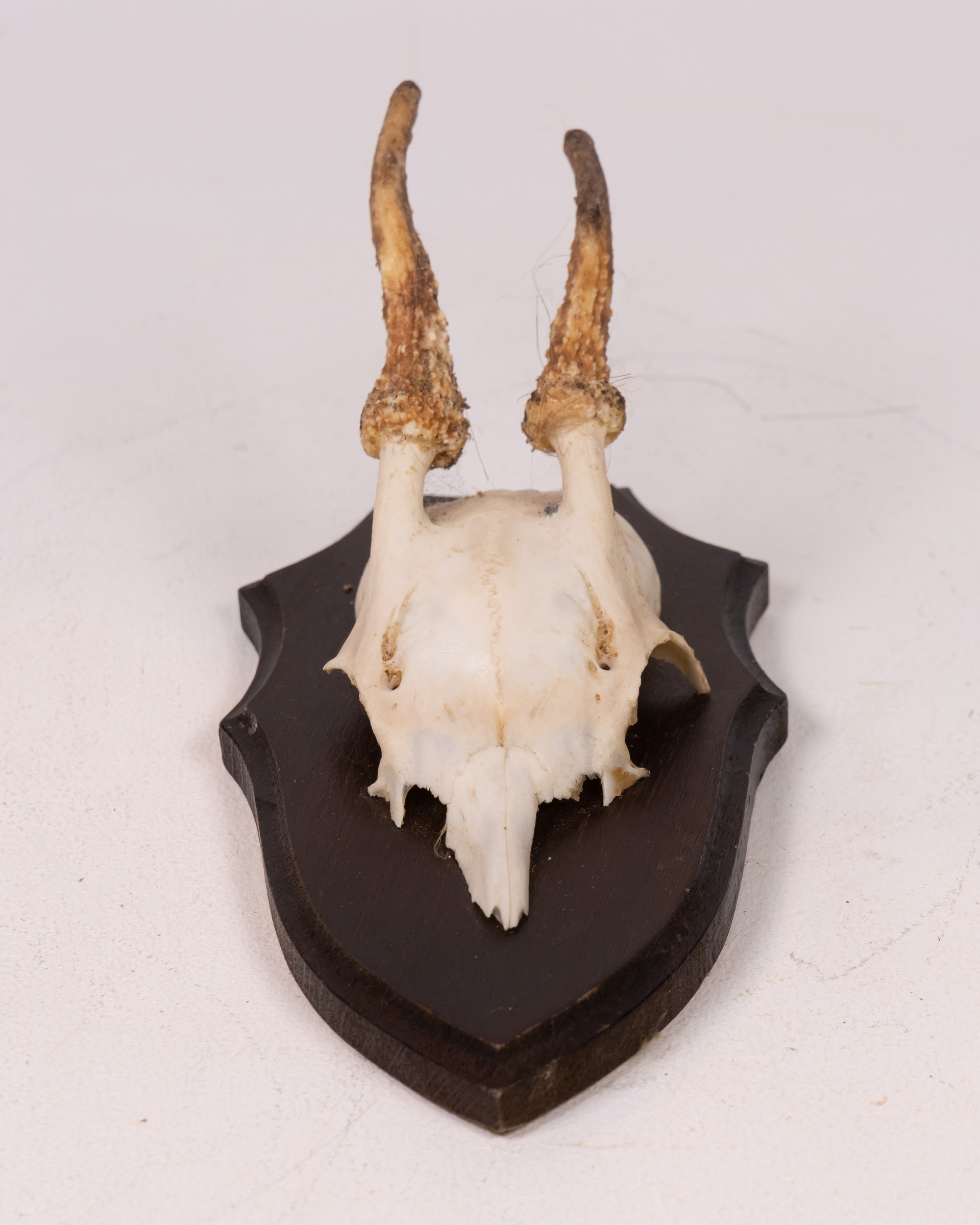 Vintage Mounted Roe Deer Skull on Wood Plaque