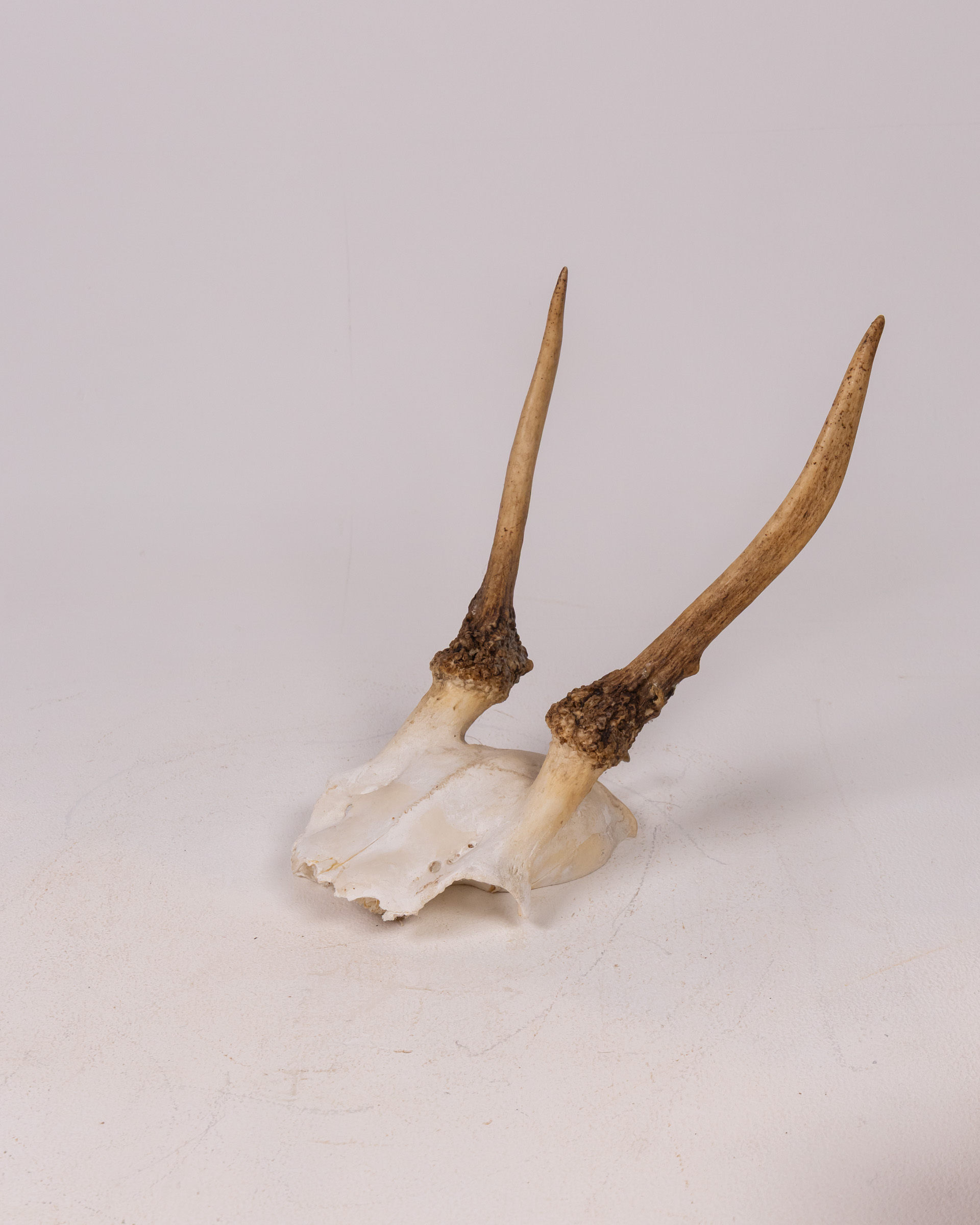 Deer Antler Mount with Bone Skull Base