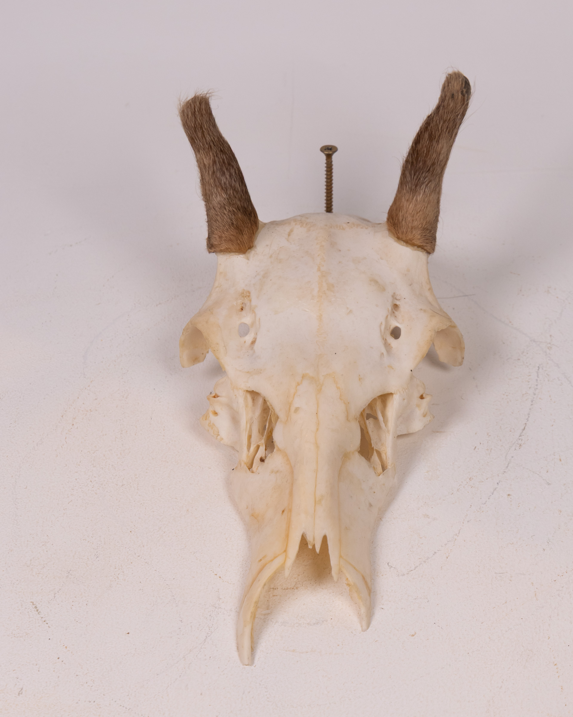 Natural Goat Skull with Horns