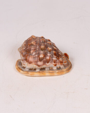 Natural Seashell Specimen with Brown Markings