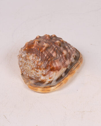 Natural Seashell Specimen with Brown Markings