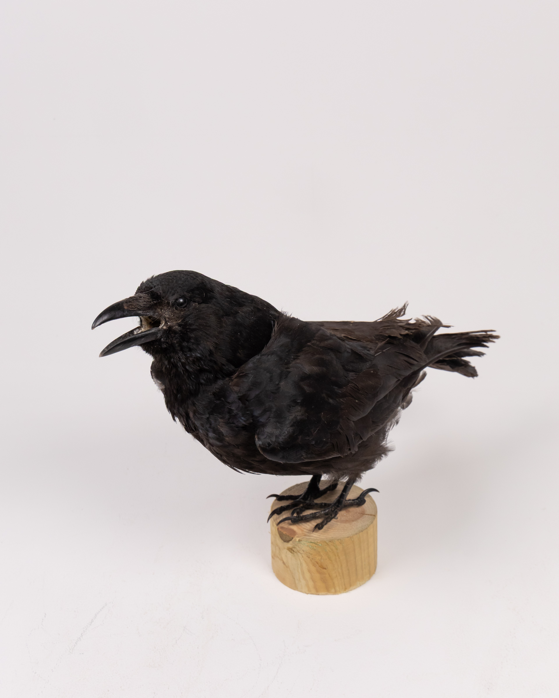 Taxidermy Black Crow Display with Wooden Stand