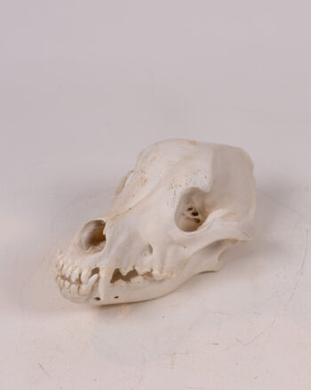 Natural Bone Canine Skull, Dog Skeleton Head