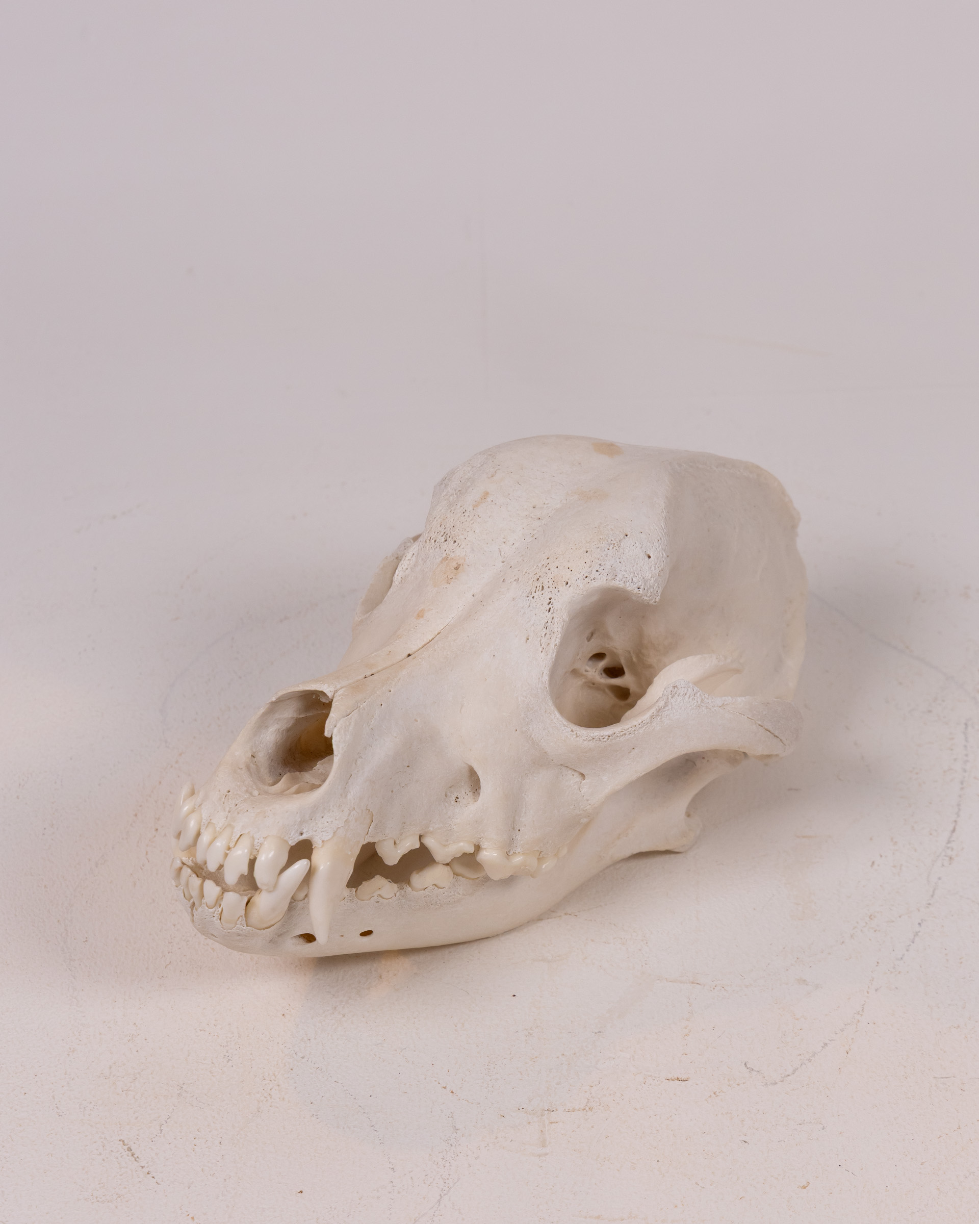 Natural Bone Canine Skull, Dog Skeleton Head