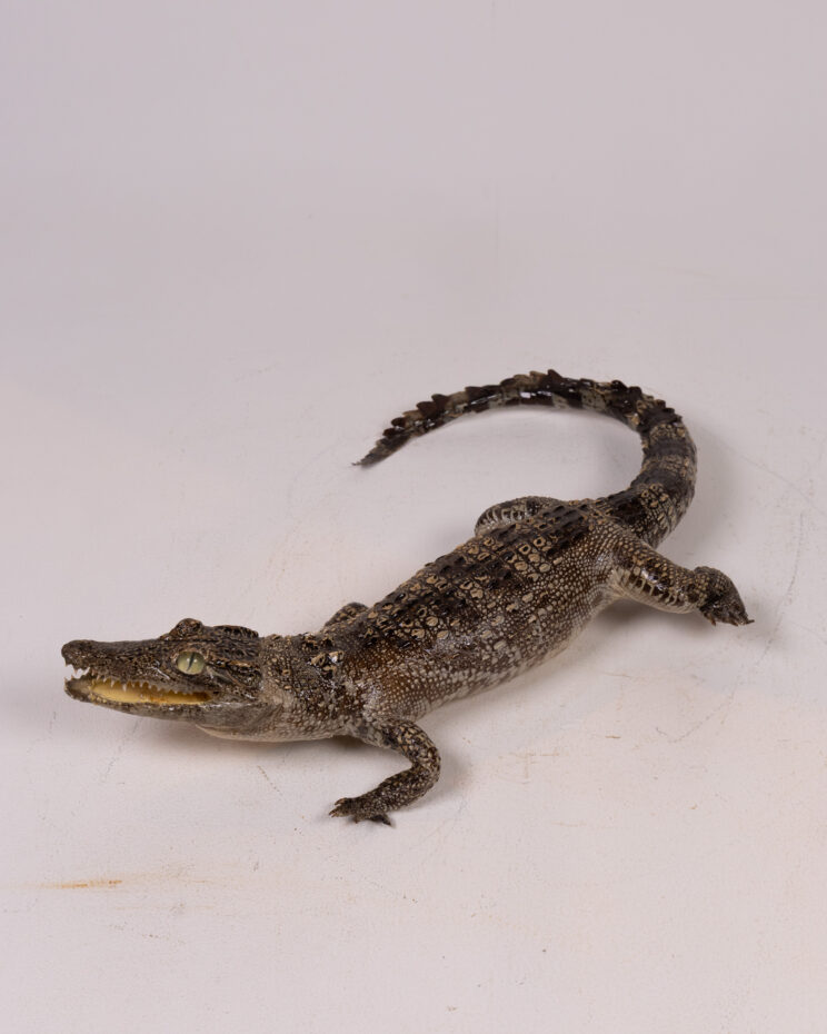 Taxidermy Young Crocodile with Glass Eyes