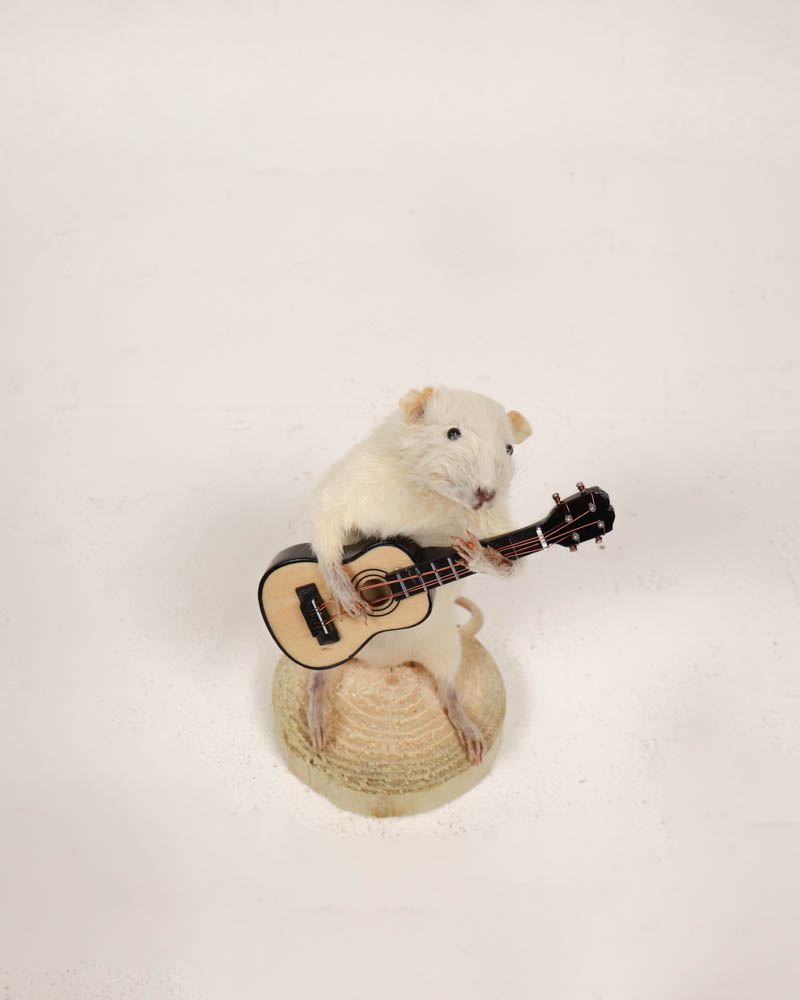 Taxidermy White Mouse Playing Guitar on Wood Base