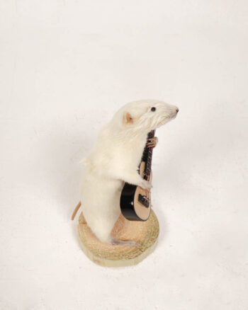 Taxidermy White Mouse Playing Guitar on Wood Base