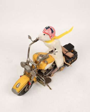 Taxidermy White Mouse on Motorcycle Figurine with Helmet