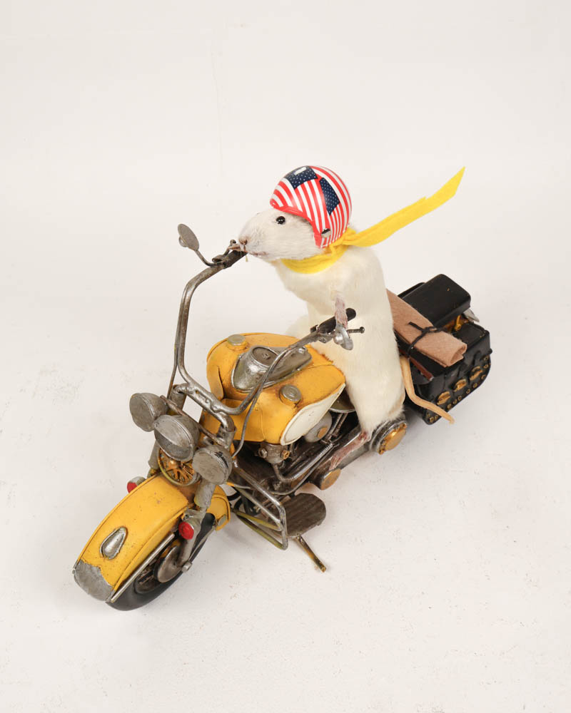 Taxidermy White Mouse on Motorcycle Figurine with Helmet