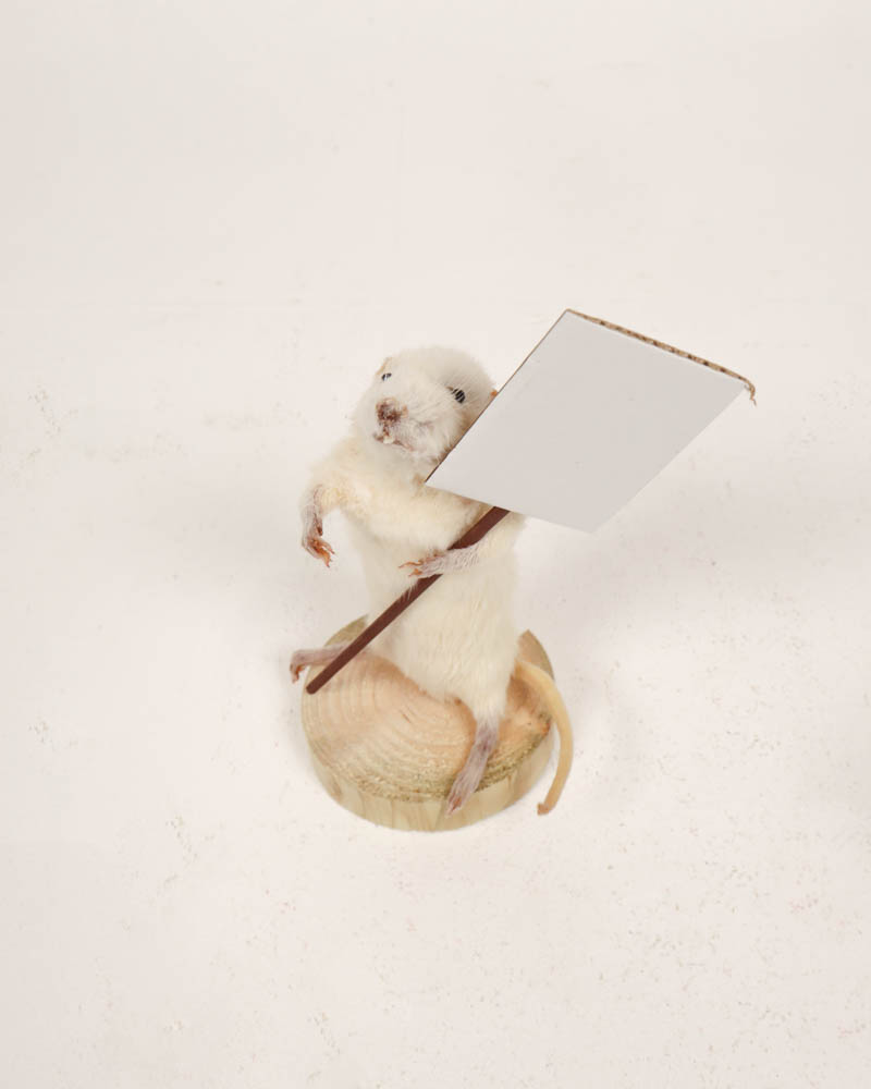 Taxidermy White Mouse with Sign on Wooden Base