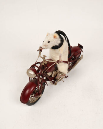 Taxidermy Mouse on Metal Motorcycle with Scarf