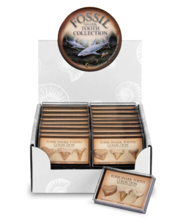 Fossil Shark Tooth Collection with Display Box – Brand New