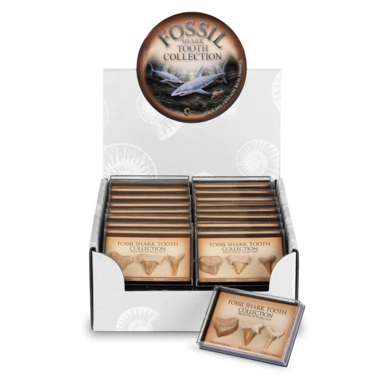 Fossil Shark Tooth Collection with Display Box - Brand New