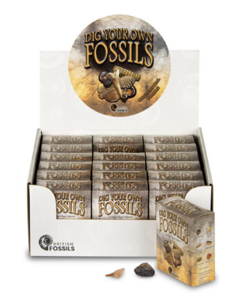 Dig Your Own Fossils Kit