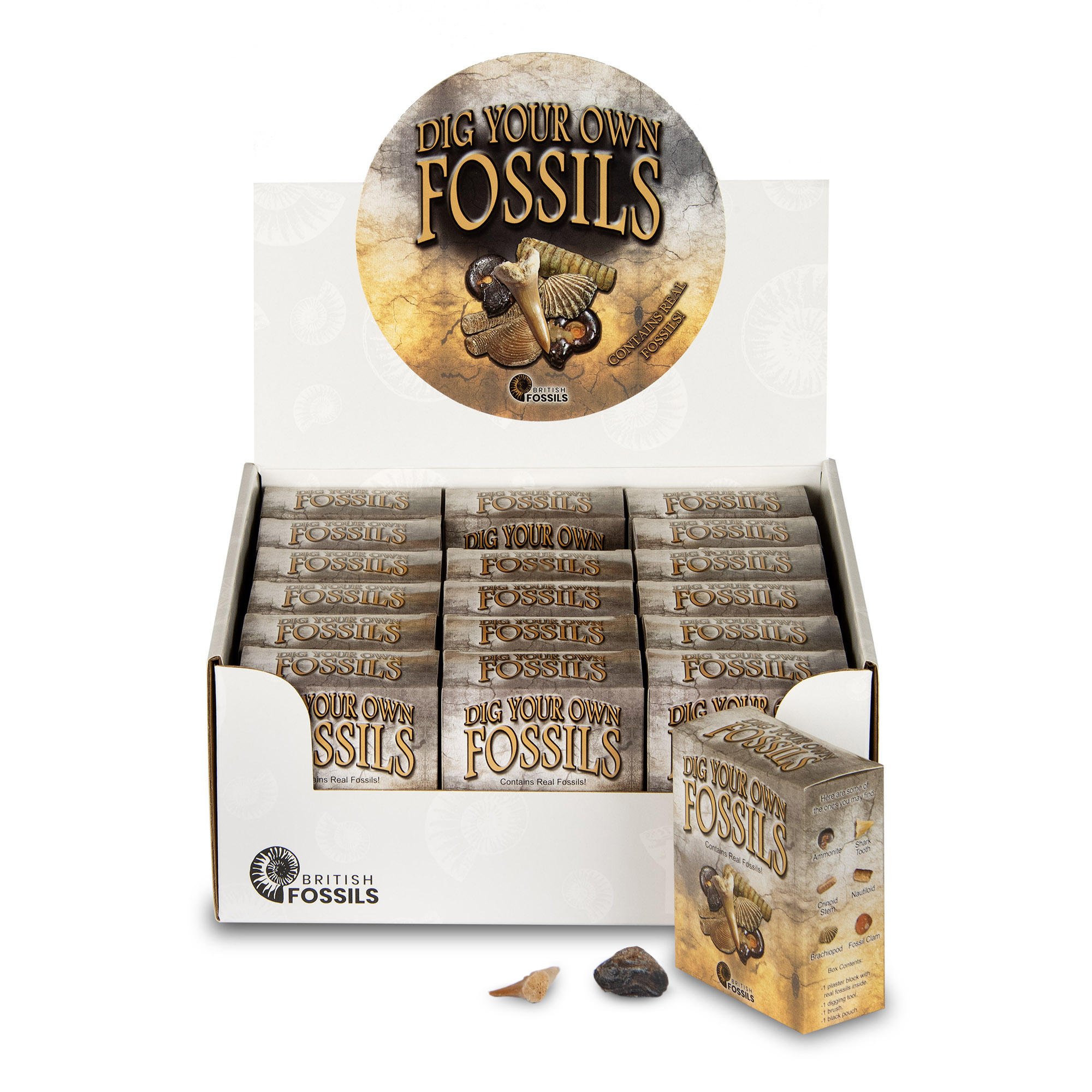 Dig Your Own Fossils Kit