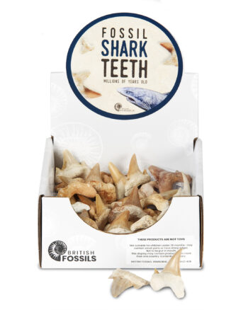 Fossils – Shark Teeth