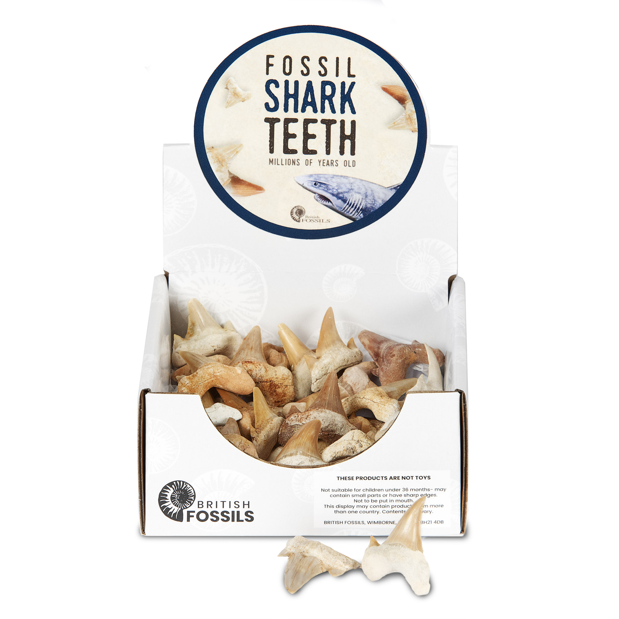 Fossils – Shark Teeth