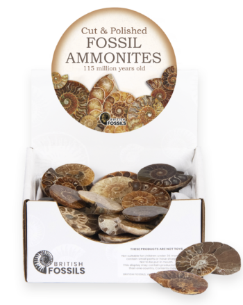 Fossils Cut & Polished Fossil Ammonites – Brand New