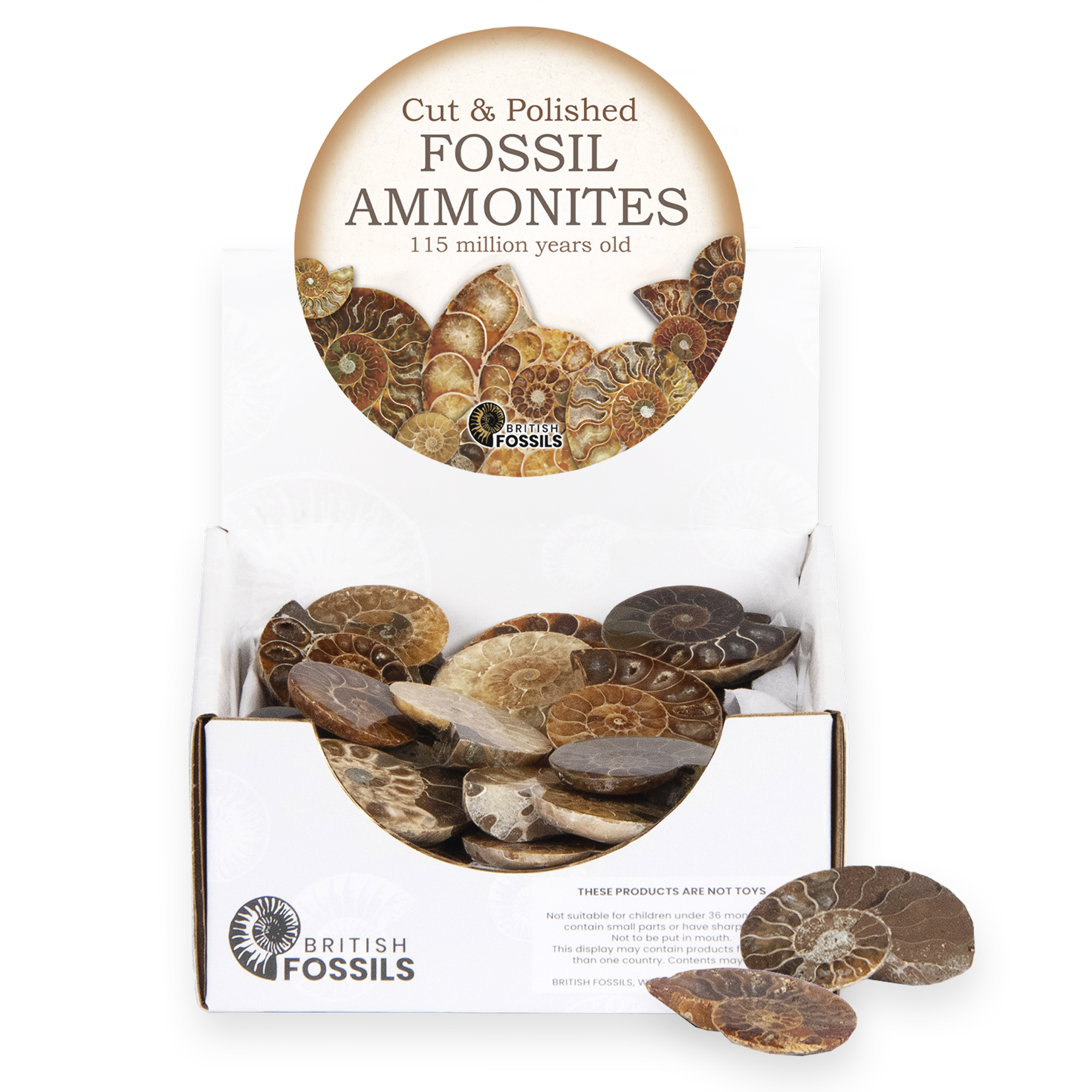 Fossils Cut & Polished Fossil Ammonites – Brand New