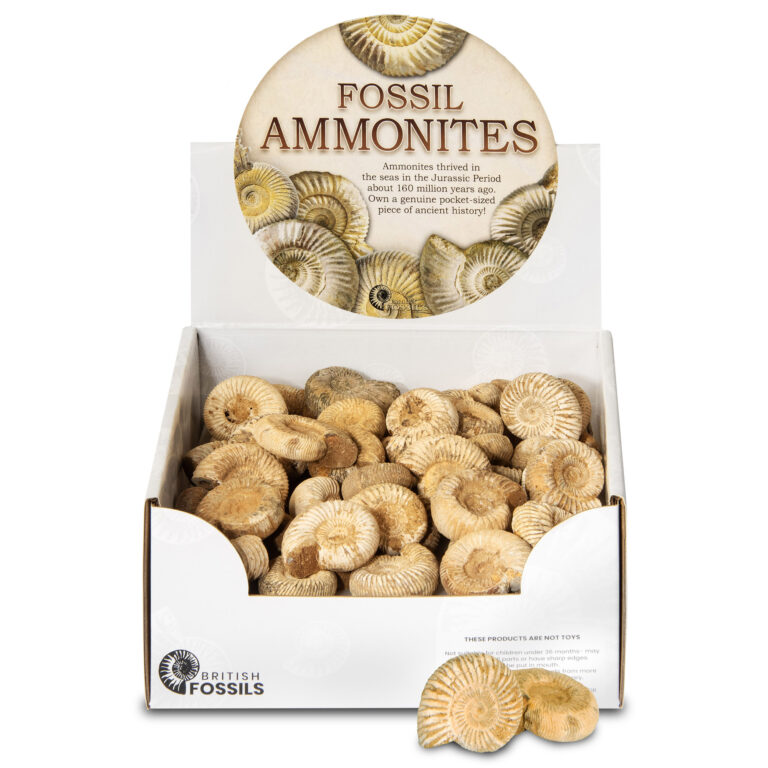 Fossil Ammonites Natural Stone Fossils