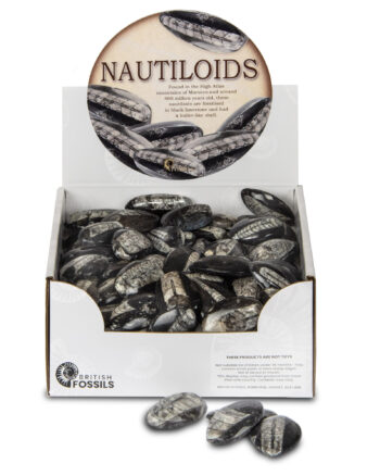 Nautiloid Fossils with Limestone Shell