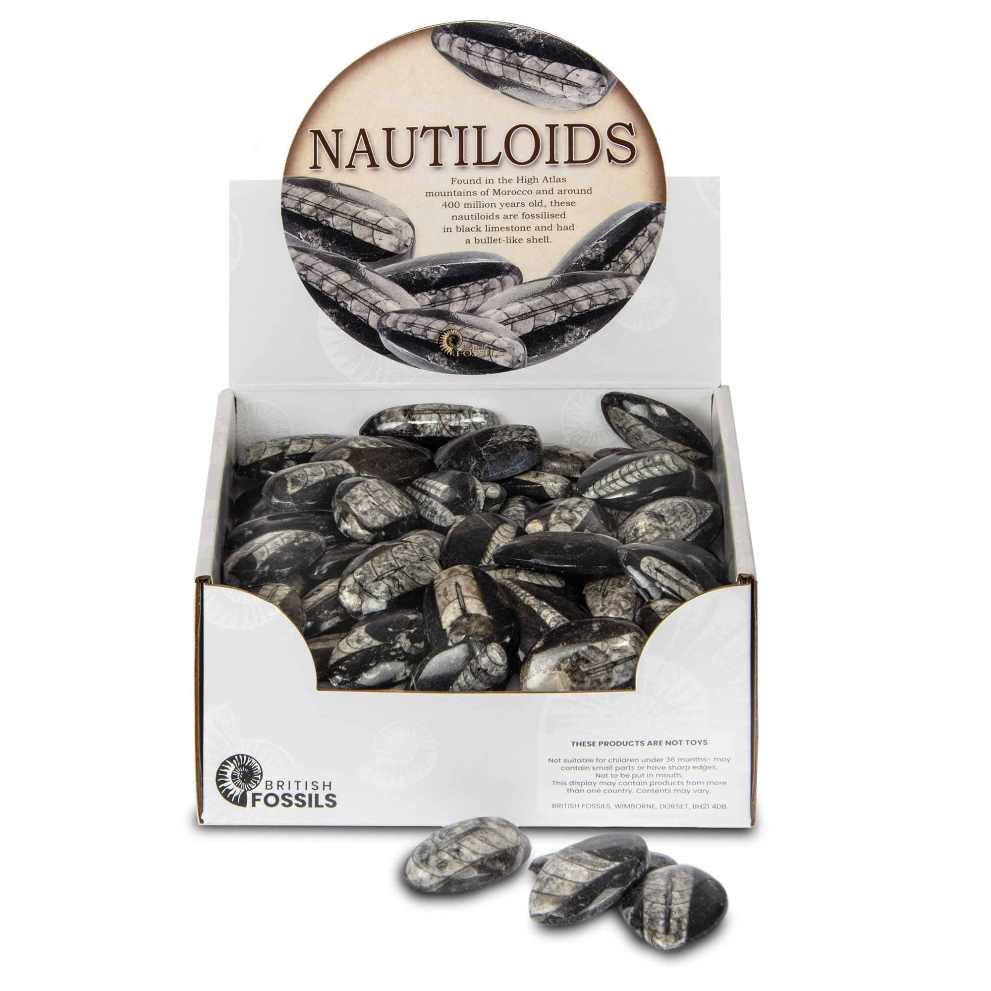 Nautiloid Fossils with Limestone Shell